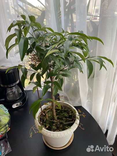 Комнатные растения