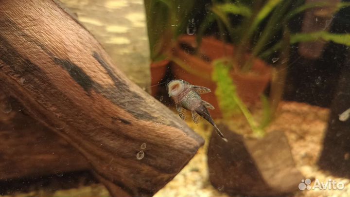 Сом анциструс