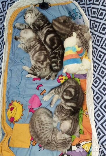 Настоящие Шотландские Котята