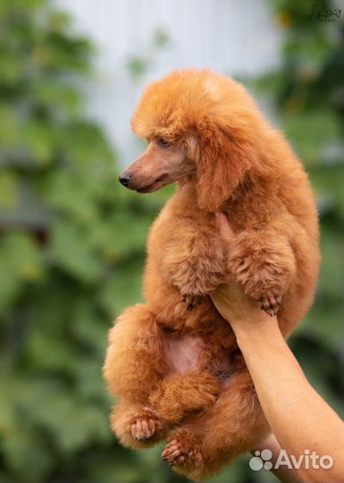 Карликовый пудель