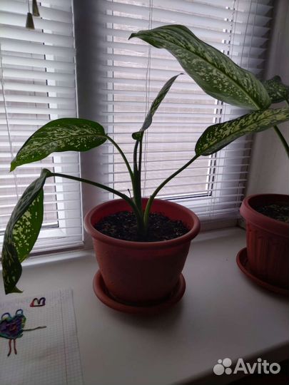 Диффенбахия