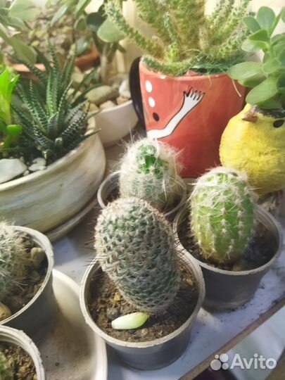 Суккуленты