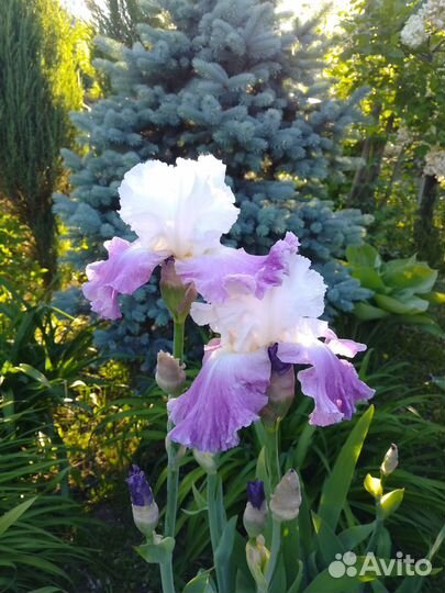 Ирисы бородатые сортовые