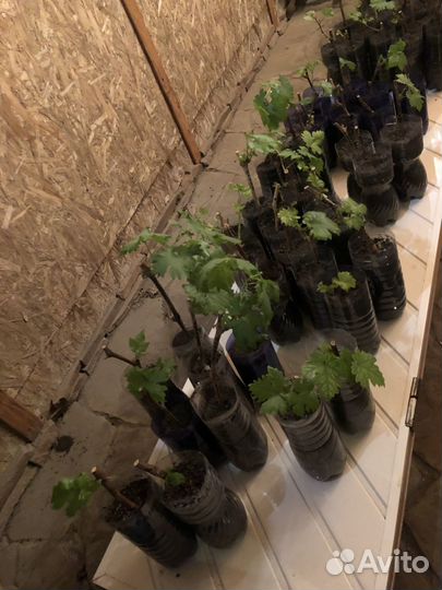 Саженцы винограда. Элитные сорта