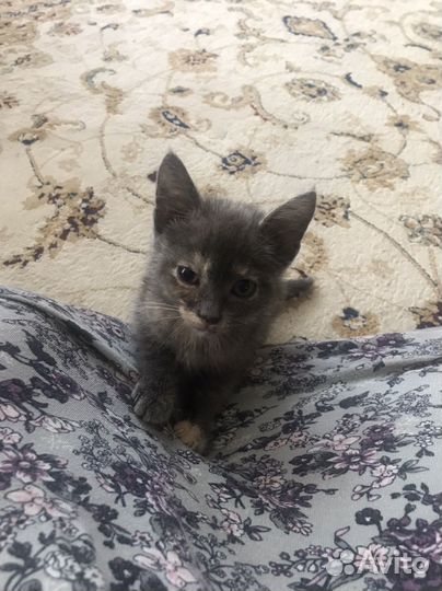 Котенок девочка в добрые руки