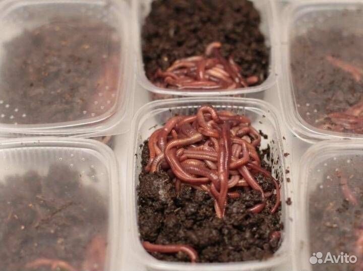 Черви для рыбалки