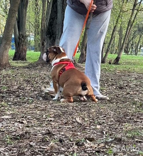 Английский бульдог