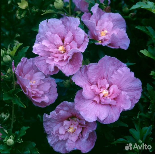 Продаются гибискусы по России