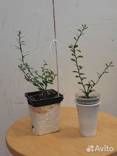 Австролийский фингерлайм