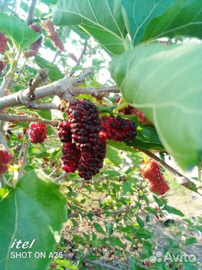 Саженцы шелковицы чёрной