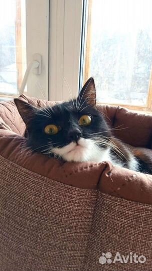 Кошка ищет дом