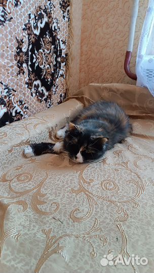 Уход за животными