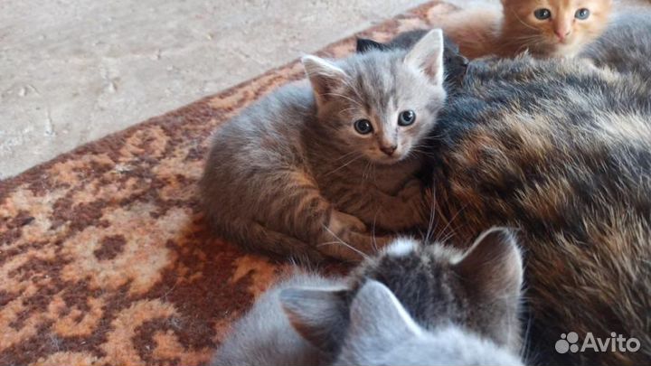 Котята в добрые руки