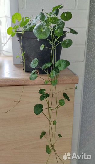 Виола Хедерация