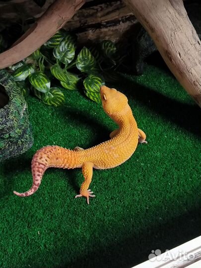 Ящерица эублефар