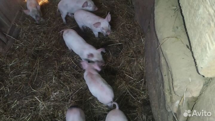 Поросята от свиньи русская крупная белая