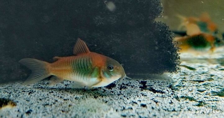 Коридорасы