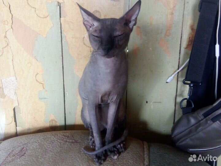 Канадский сфинкс кот