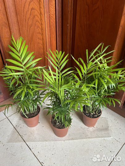 Хамедорея элеганс