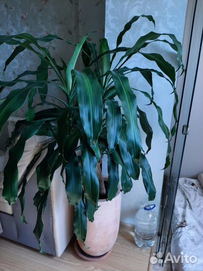 Пальма драцена