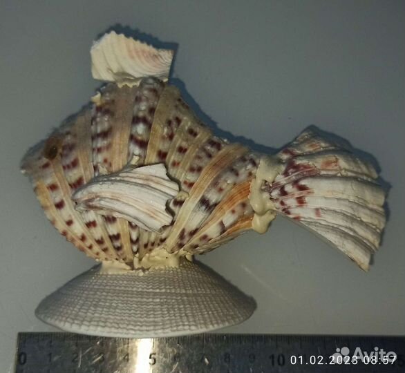 Рыбка из ракушек. Чёрное море