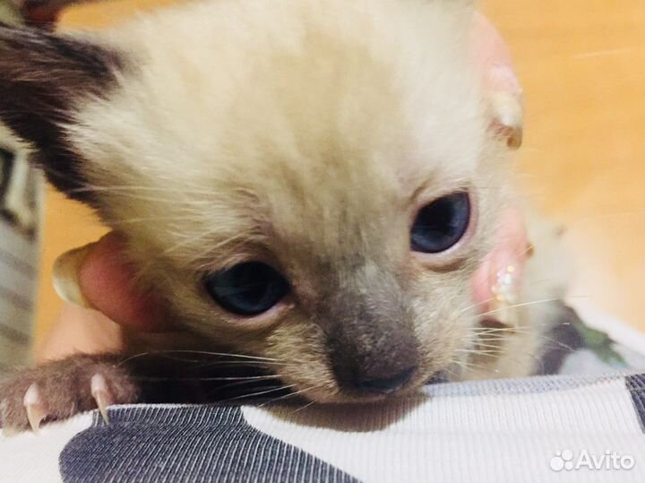 Тайские котята