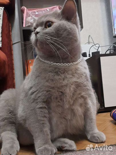 Британский кот