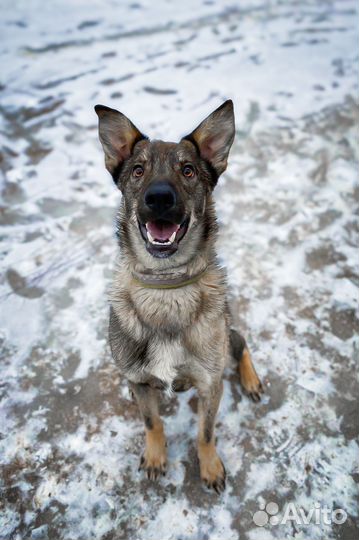 Собачка ищет хозяина