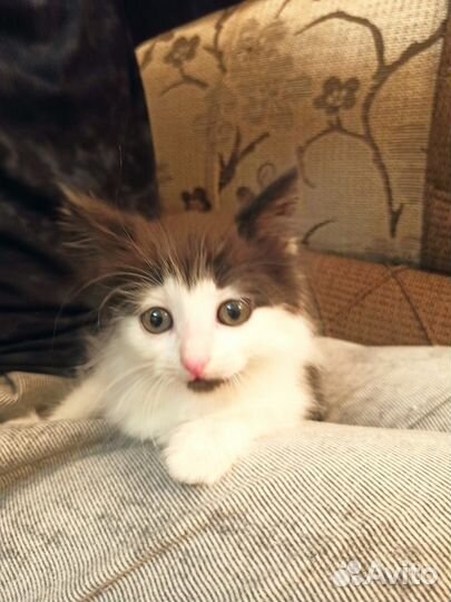 Кот крысолов