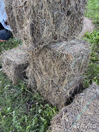 Сено в тючках