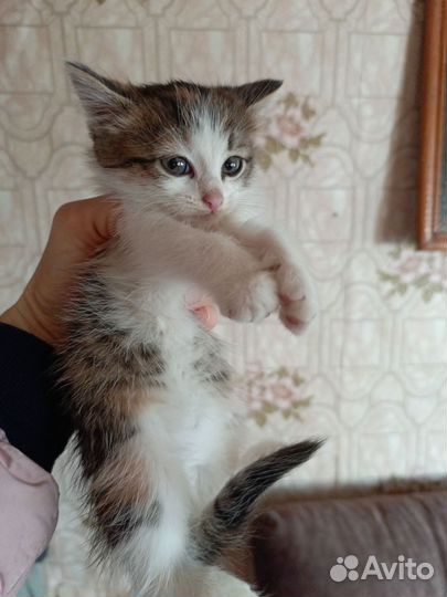 Котята в добрые руки бесплатно