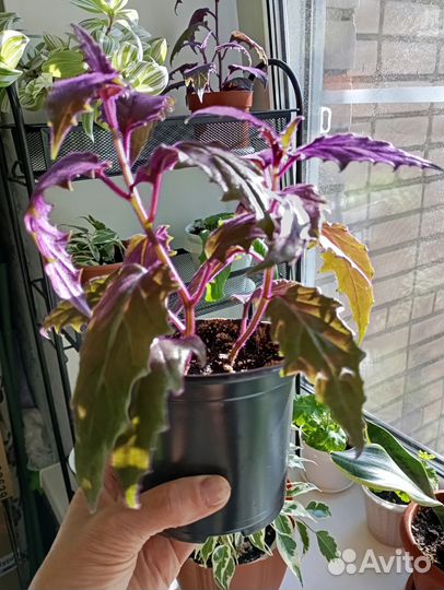 Гинура синяя птица