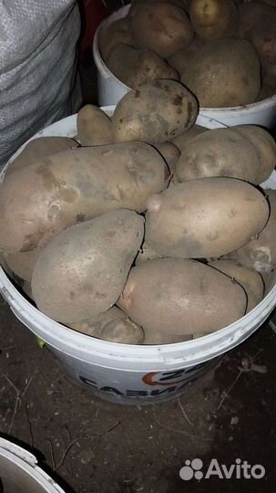 Картофель деревенский