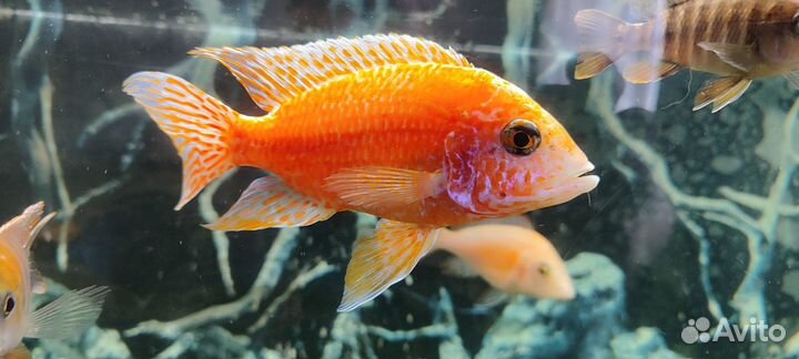 Аквариумные рыбы цихлиды