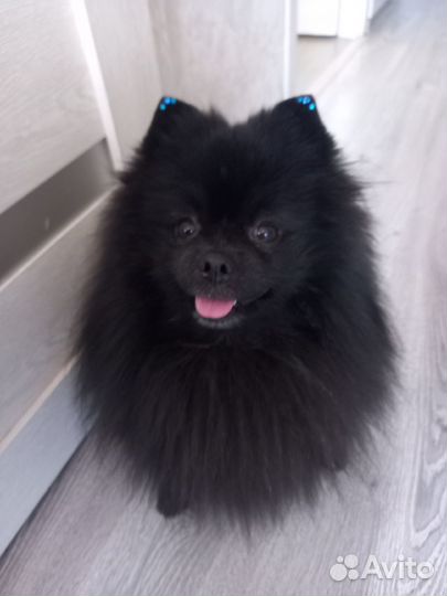 Молодой жених