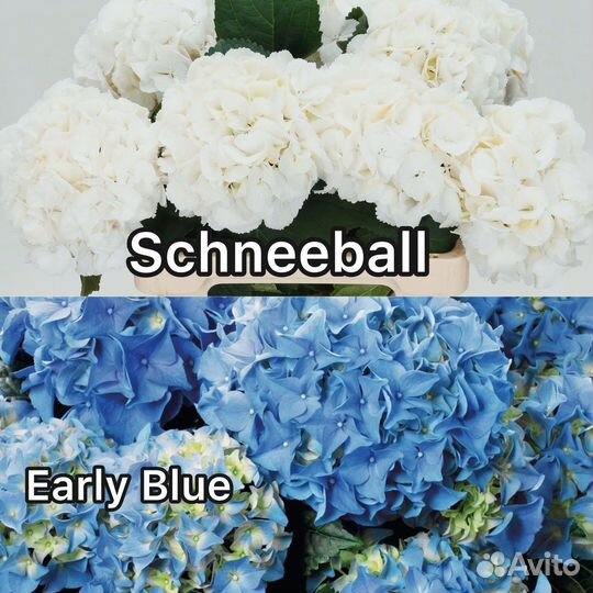 Гортензия трехлетние кусты