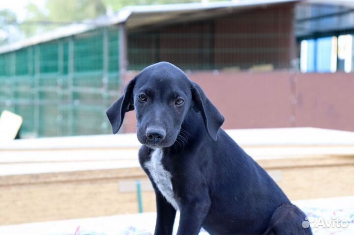 Хамер в дар