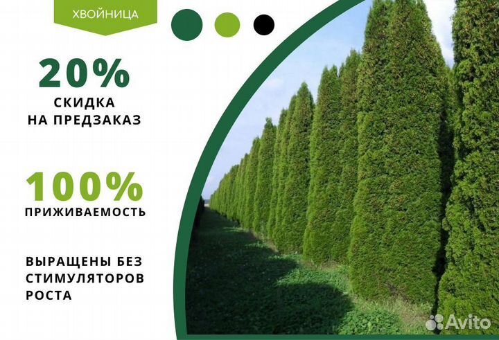 Туя Смарагд 1,8-2 м,Брабант,Колумна