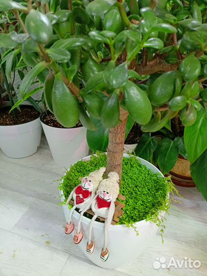 Солейролия пышные кустики