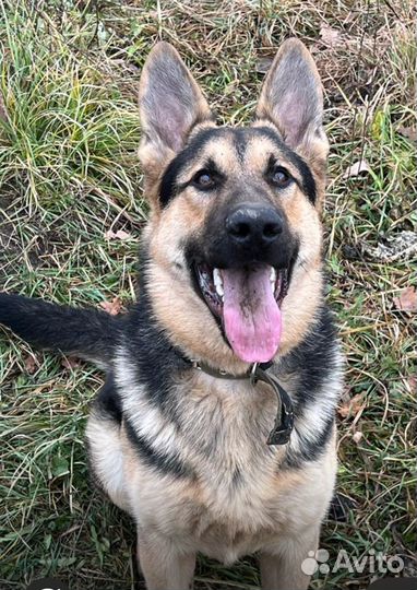 Щенки восточноевропейской овчарки