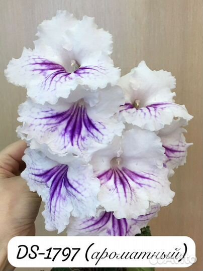 Стрептокарпус детки 8 сортов