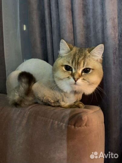 Стрижка домашних животных на дому