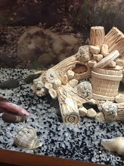 Аквариумные рыбки