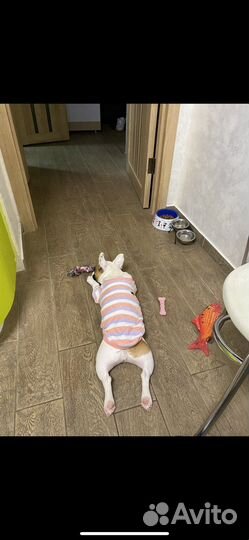 Боди одежда для собак