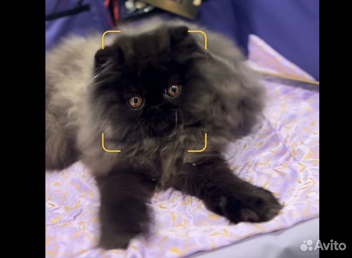 Персидский котёнок