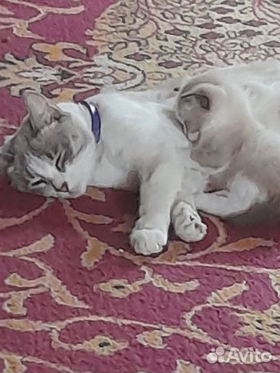 Котята 2 месяца. Мальчики