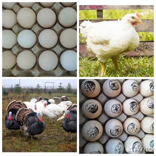 Инкубационное яйцо бройлер Кобб 700 (Арбор)