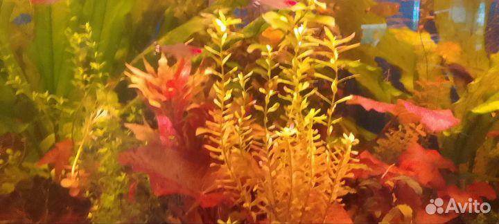 Аквариумные растения