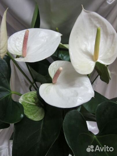 Комнатные цветы растение Антуриум Андре Вайт