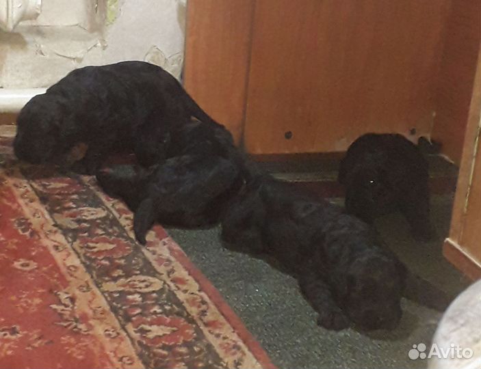 Черный русский терьер